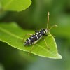 Plagionotus arctuatus sur feuille de laurier. Jardin Nestin. Véronique Côme